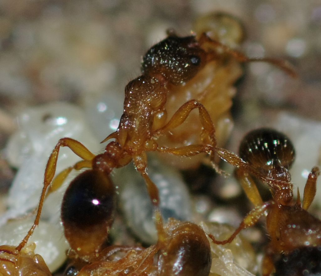 Formicidae 2: Myrmica lobicornis